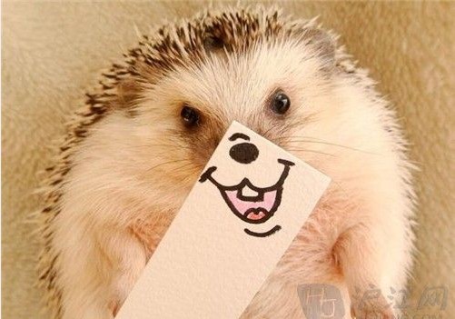 刺猬的英文怎么读-刺猬用英语怎么说?