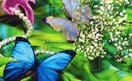butterfly��������