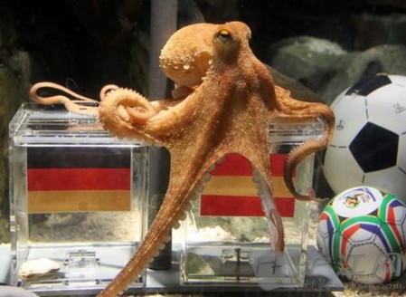 世界杯半决赛在即,章鱼哥选了西班牙_英语网