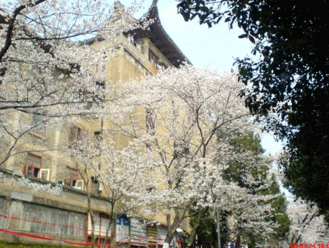 武汉大学校园风景_高考网