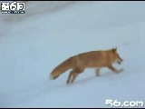 24.��ɫ�Ľ�ӡ ��չ