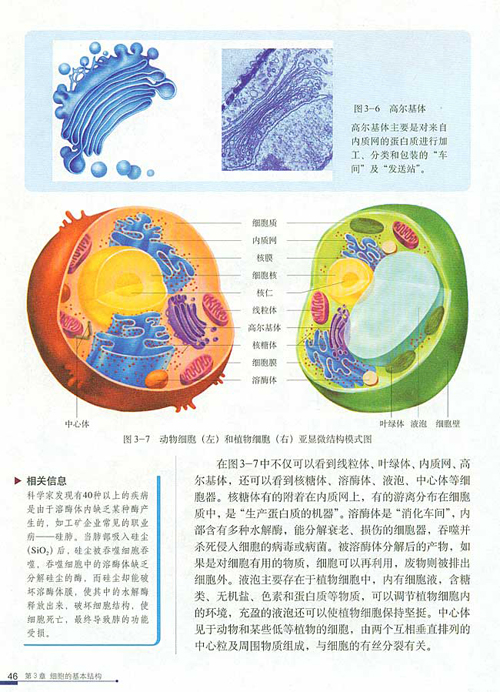 人教版生物上册电子书 3.2 细胞器—系统内的分工合作