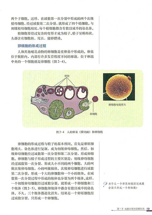 人教版生物必修二电子书 2.1 减数分裂和受精作用