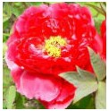 1-6�꼶ѧ��˼������ҵ����