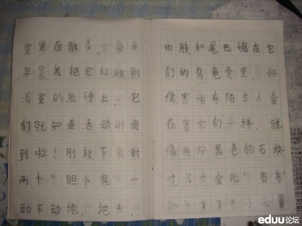 小乌龟作文1000字