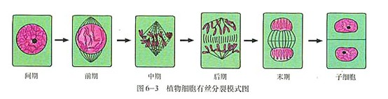 高三生物笔记知识点