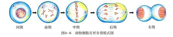 高三生物笔记知识点