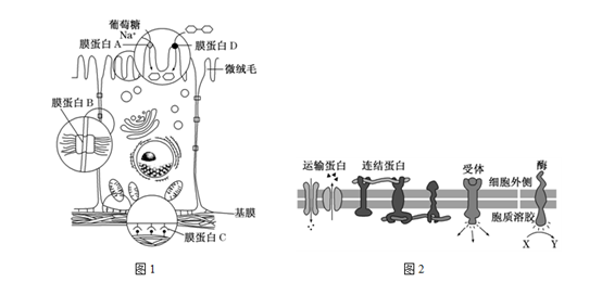 高考生物考点自测:膜蛋白的功能及物质出入细