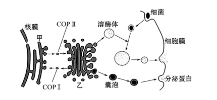 高考生物考点自测:囊泡转运机制(2)_高考网