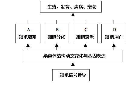 高考生物考点自测:细胞的分化、衰老、凋亡和