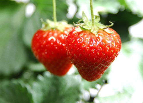草莓用英语怎么说?草莓英文是什么?
