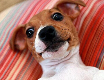 英语小笑话带翻译大全_英语网