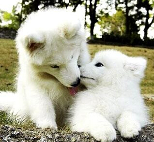 英语小笑话带翻译:我知道你会帮我_英语网