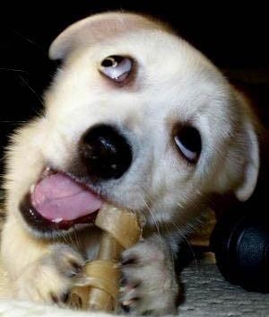 英语小笑话带翻译:我希望如此_英语网