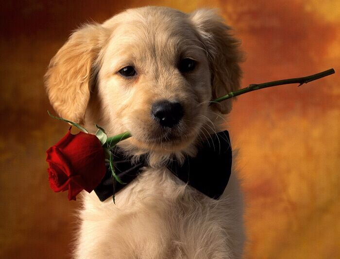 描写动物的小学英语作文_英语网