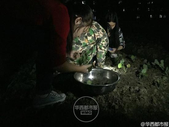 四川高校开种田必修课 学生夜里抢种油菜（图）