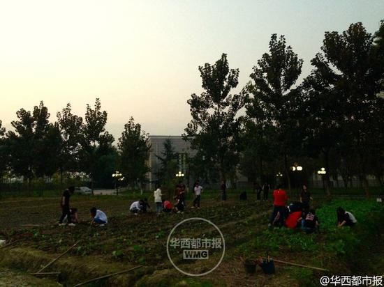 四川高校开种田必修课 学生夜里抢种油菜（图）