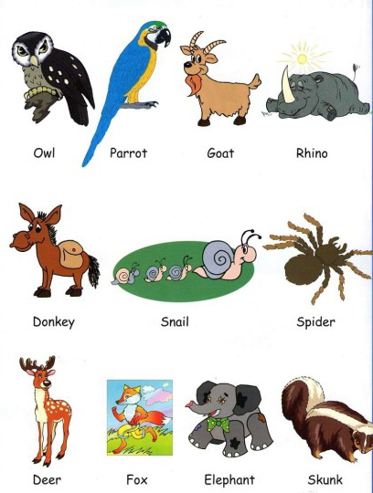 和小小孩一起看图记单词｜动物篇_高效学习插图3