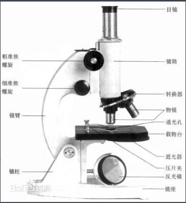 初中生物知识点梳理之显微镜的基本构造和使用