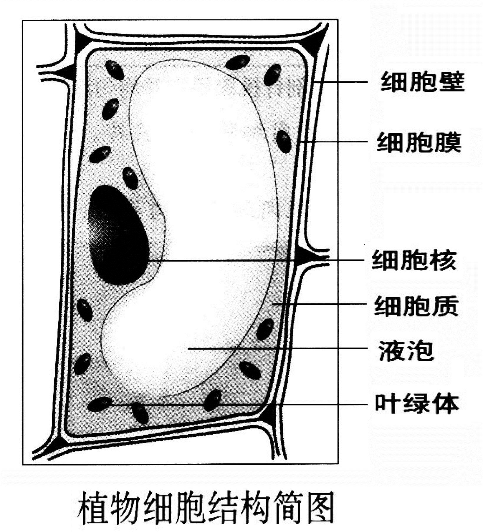 图3-1-1 尿液中常见红细胞-尿液沉渣实录-医学