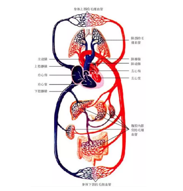 2022年中考生物复习人体的体循环和肺循环