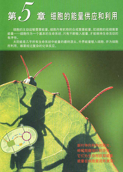 �˽̰��������1������ ������ ϸ����������Ӧ������