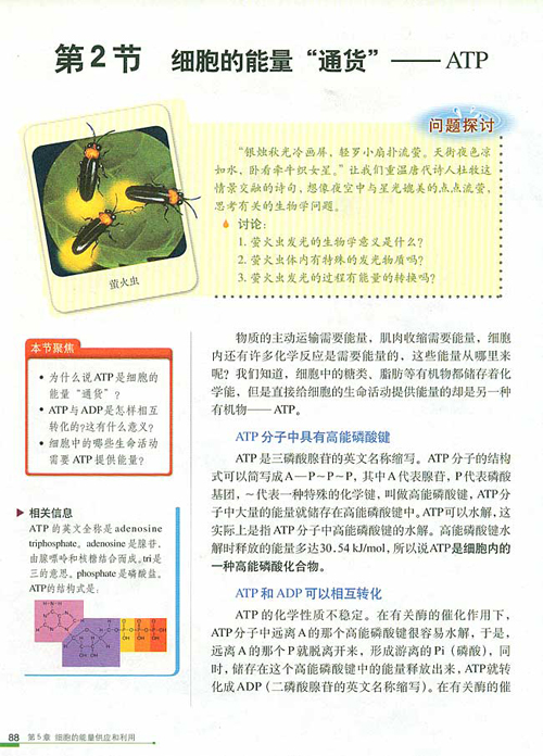 �˽̰��������1������ 5.2 ϸ��������ͨ������ATP