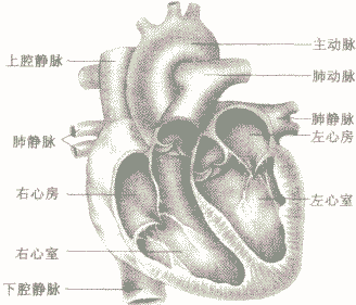 鸟类心脏结构图图片