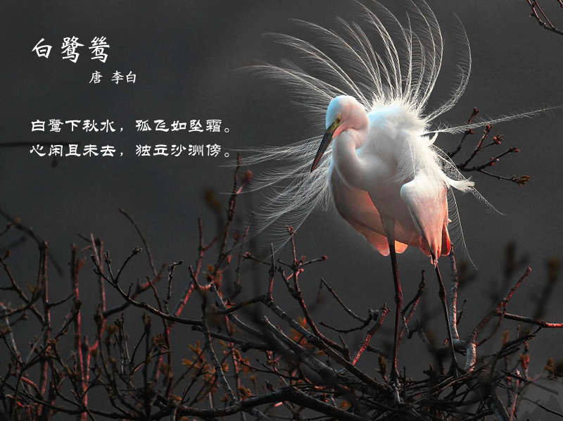 白鹭鸶李白拼音版图片