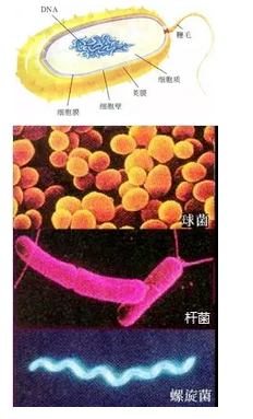 2021年中考生物考點之細菌的基本形態和結構特點