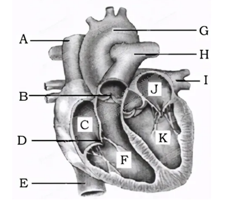 路易十七的心脏图片