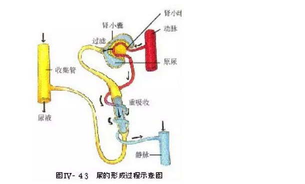 2022年中考生物复习 尿液的形成