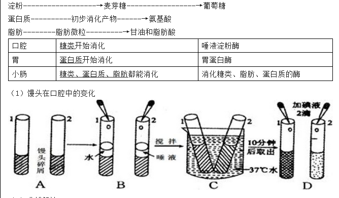 营养物质的吸收过程图图片